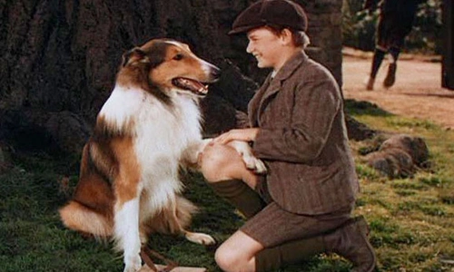 Chó Lassie thường xuyên chờ cậu chủ tan học trước cổng trường.