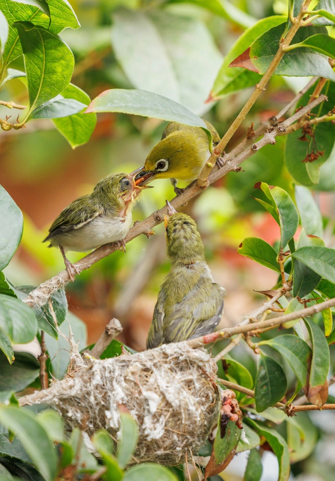 Tiêu Ân Tuấn chụp hình chim muông. Ảnh: Weibo