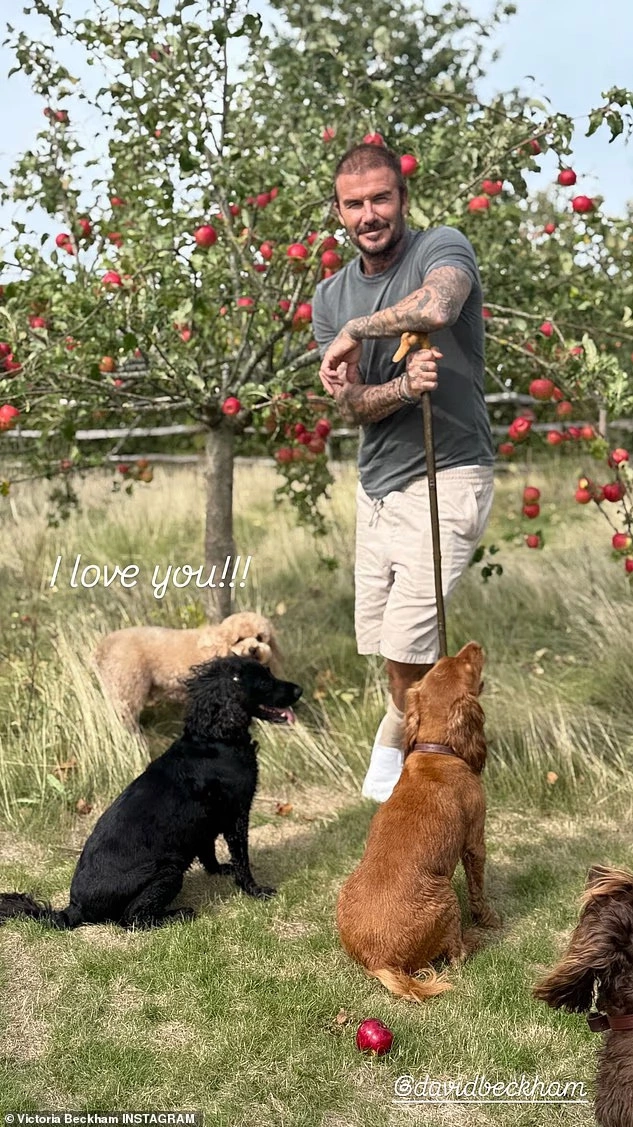 David Beckham cùng đàn chó của anh trong khu điền trang ở Cotswolds. Ảnh: Instagram Victoria Beckham