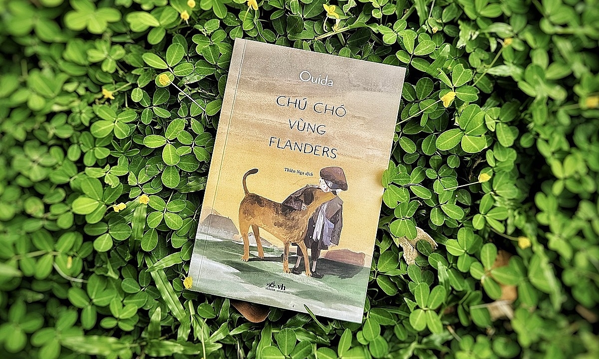 'Chú chó vùng Flanders' hồn nhiên vượt nghịch cảnh