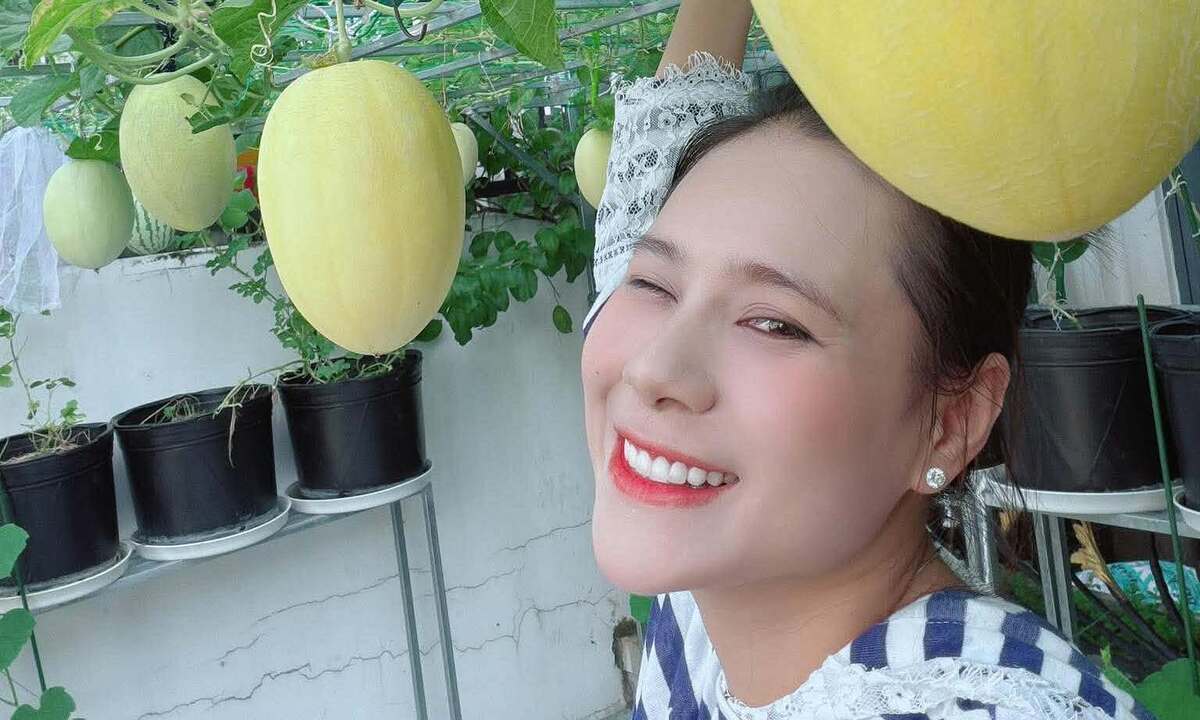 Dàn dưa lưới trên ban công của Hồ Bích Trâm